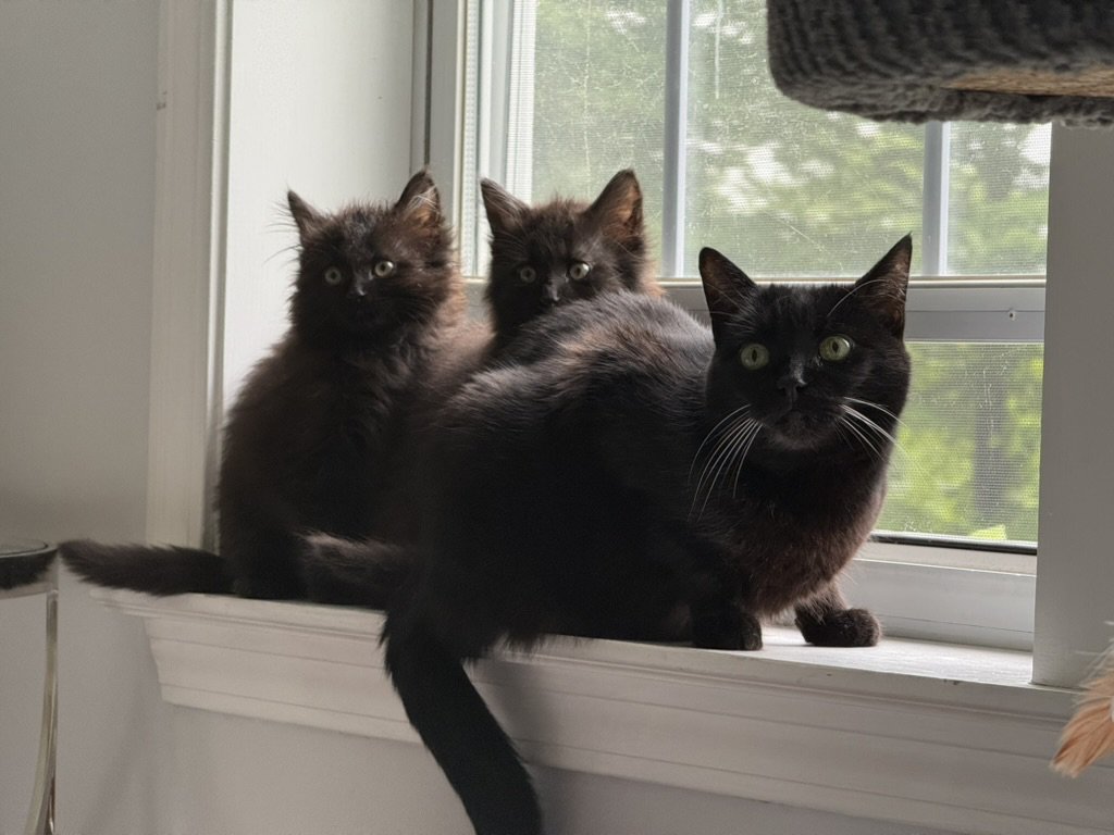 Simon, River, and Daisy